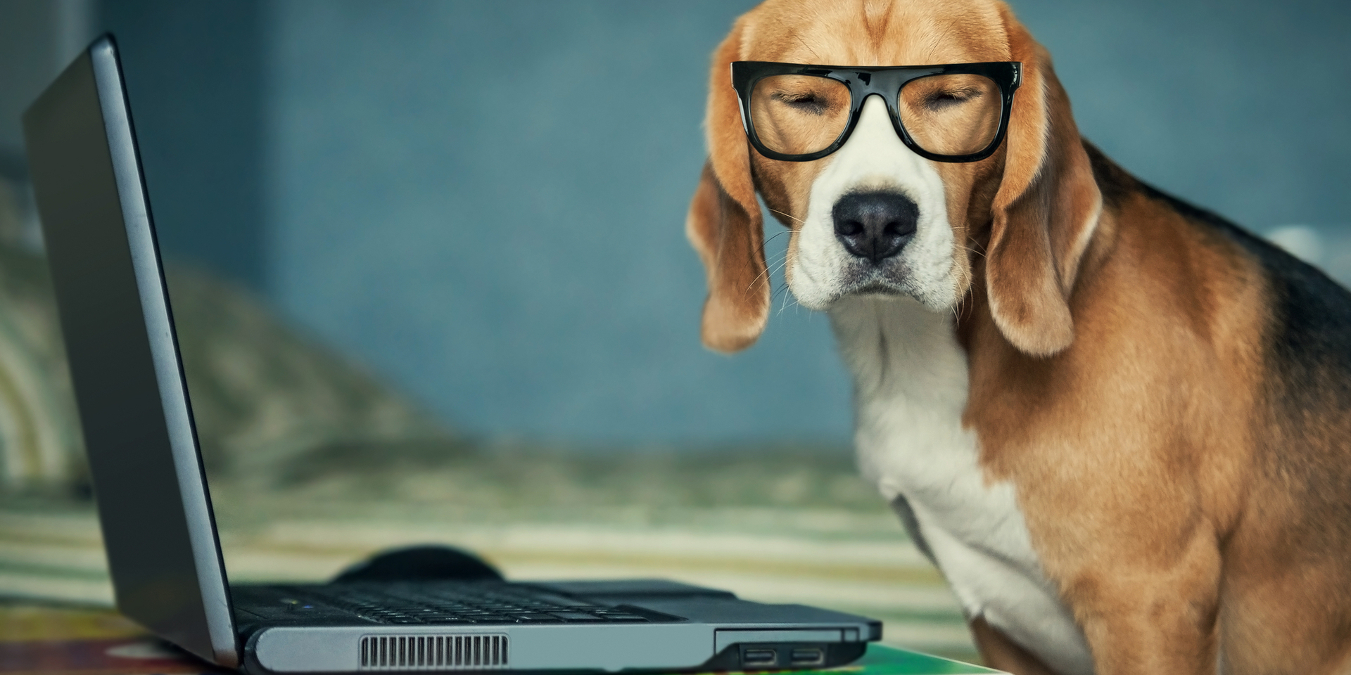 Dog looking clever in front of a laptop